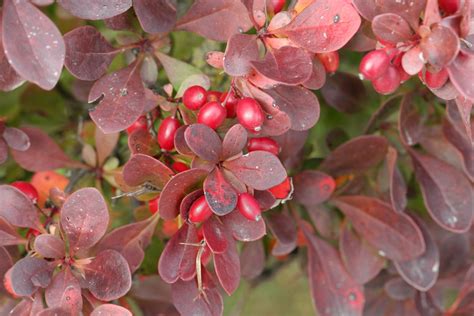 berbery|berberis characteristics.